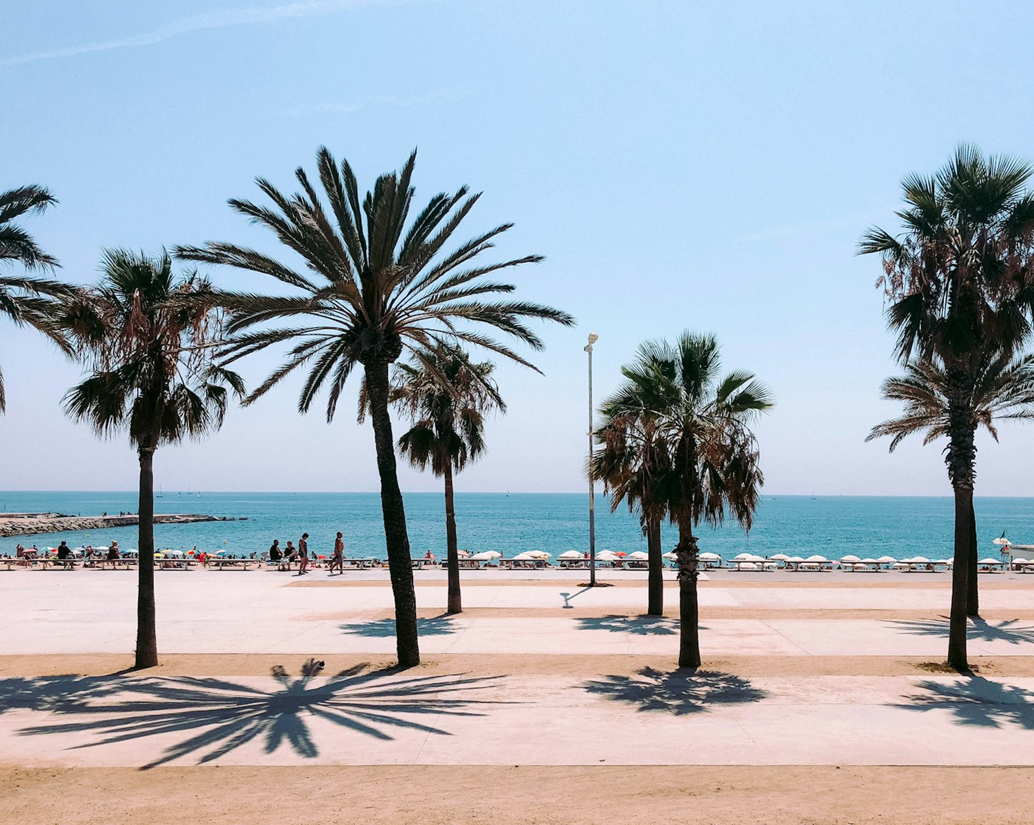 Barcelona beachfront with palm trees